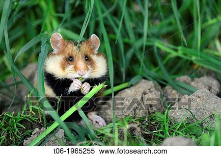 Common hamster feeding (Cricetus cricetus), captive, Alsace, France. View Large Photo Image Stock Photography - Common hamster feeding (Cricetus cricetus), captive, Alsace, France.. Fotosearch