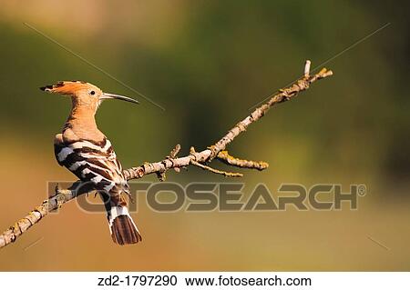 Common Hoopoe Upupa epops perched on branch Lleida Catalonia Spain View Large Photo Image Stock Image - Common Hoopoe Upupa epops perched on branch Lleida Catalonia Spain. Fotosearch