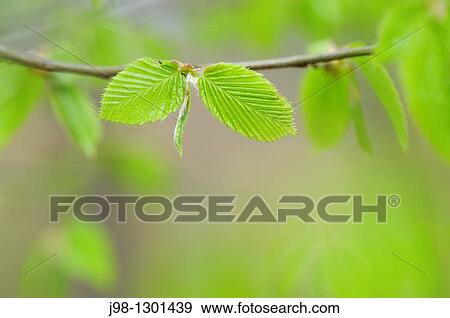 Common hornbeam Carpinus betulus branch with fresh leaves in spring Bavaria, Germany, Europe View Large Photo Image Stock Photo - Common hornbeam Carpinus betulus branch with fresh leaves in spring Bavaria, Germany, Europe. Fotosearch