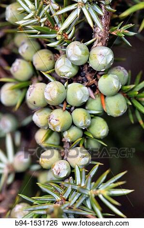 Common Juniper (Juniperus communis) berry-like seed cones. Osseja, Languedoc-Roussillon, Pyrenees Orientales, France View Large Photo Image Stock Photograph - Common Juniper (Juniperus communis) berry-like seed cones. Osseja, Languedoc-Roussillon, Pyrenees Orientales, France. Fotosearch