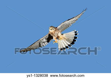 COMMON KESTREL falco tinnunculus, ADULT IN FLIGHT AGAINST BLUE SKY, NORMANDY IN FRANCE View Large Photo Image Stock Photo - COMMON KESTREL falco tinnunculus, ADULT IN FLIGHT AGAINST BLUE SKY, NORMANDY IN FRANCE. Fotosearch