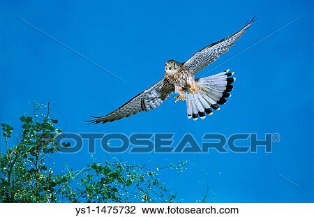 Common Kestrel, falco tinnunculus, Female in Flight, Normandy View Large Photo Image Stock Image - Common Kestrel, falco tinnunculus, Female in Flight, Normandy. Fotosearch