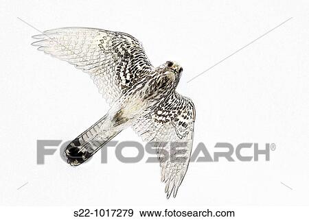 Common Kestrel, Falco tinnunculus View Large Photo Image Stock Photo - Common Kestrel, Falco tinnunculus. Fotosearch