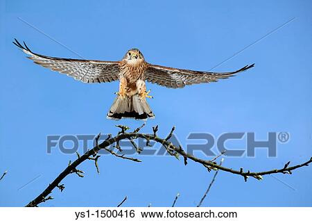 Common Kestrel, falco tinnunculus, Adult in Flight against Blue Sky View Large Photo Image Stock Photograph - Common Kestrel, falco tinnunculus, Adult in Flight against Blue Sky. Fotosearch
