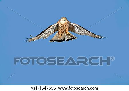 Common Kestrel, falco tinnunculus, Adult in Flight against Blue Sky View Large Photo Image Stock Photography - Common Kestrel, falco tinnunculus, Adult in Flight against Blue Sky. Fotosearch