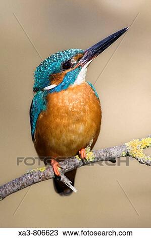 Common kingfisher (Alcedo atthis) male, looking up View Large Photo Image Stock Image - Common kingfisher (Alcedo atthis) male, looking up. Fotosearch