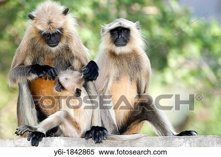 Common langurs and baby monkey near Ranthambore National Park Rajasthan India View Large Photo Image Stock Photography - Common langurs and baby monkey near Ranthambore National Park Rajasthan India. Fotosearch
