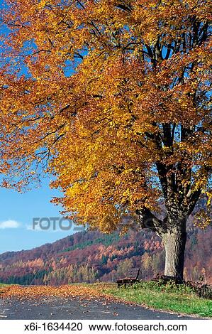 Common Lime Tree Tilia europaea, in Autumn Colour, Hessen, Germany View Large Photo Image Stock Image - Common Lime Tree Tilia europaea, in Autumn Colour, Hessen, Germany. Fotosearch