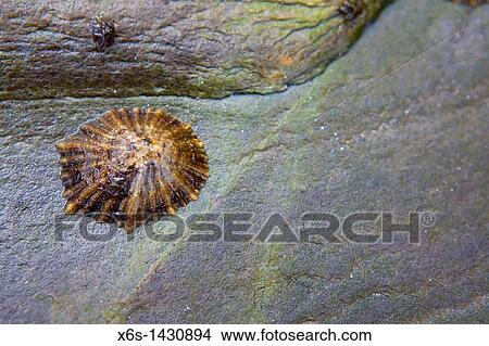 Common limpet -Patella vulgata-, Ribadeo, Galicia, Spain View Large Photo Image Picture - Common limpet -Patella vulgata-, Ribadeo, Galicia, Spain. Fotosearch