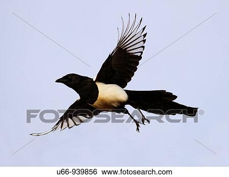 Common Magpie (Pica pica), Stockholm, Sweden View Large Photo Image Stock Photograph - Common Magpie (Pica pica), Stockholm, Sweden. Fotosearch