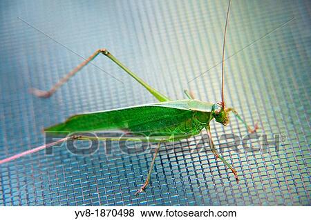 Stock Photo - Common meadow katydid. Fotosearch