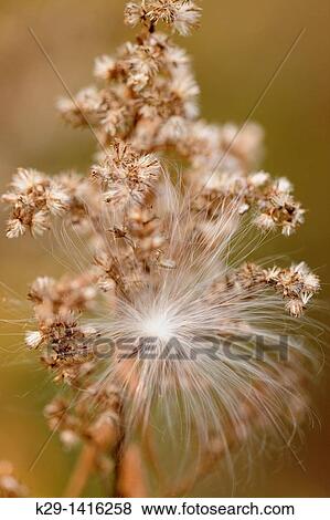 Stock Photo - Common milkweed Asclepias syriaca Wind disperesd seed clinging to a goldenrod Greater Sudbury Ontario. Fotosearch