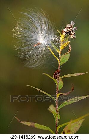 Stock Photo - Common milkweed Asclepias syriaca Wind disperesd seed clinging to a goldenrod Greater Sudbury Ontario. Fotosearch