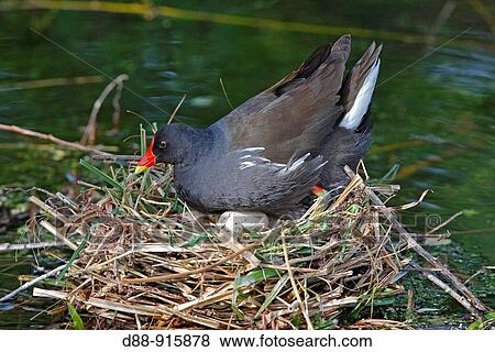 Common Moorhen (Gallinula chloropus) on nest View Large Photo Image Stock Photo - Common Moorhen (Gallinula chloropus) on nest. Fotosearch