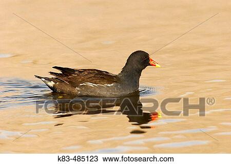 Stock Image - Common Moorhen (Gallinula chloropus). Fotosearch