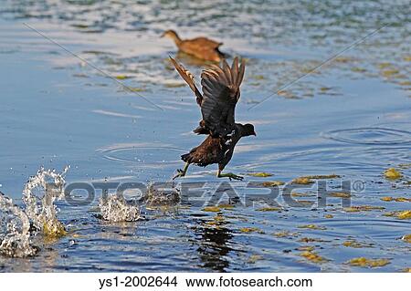 Picture - Common Moorhen or European Moorhen, gallinula chloropus, Immature in Flight, Taking off from Pond, Normandy.. Fotosearch