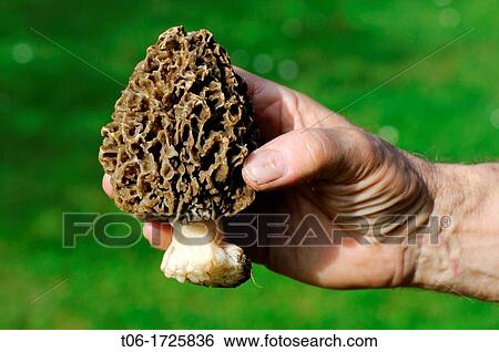 Common morel fungus held in hand Morchella esculenta Alsace, France View Large Photo Image Stock Photograph - Common morel fungus held in hand Morchella esculenta Alsace, France. Fotosearch