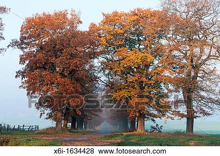 Common Oak Allee Quercus robur, in Autumn Colour, Beberbeck, North Hessen, Germany View Large Photo Image Stock Photo - Common Oak Allee Quercus robur, in Autumn Colour, Beberbeck, North Hessen, Germany. Fotosearch