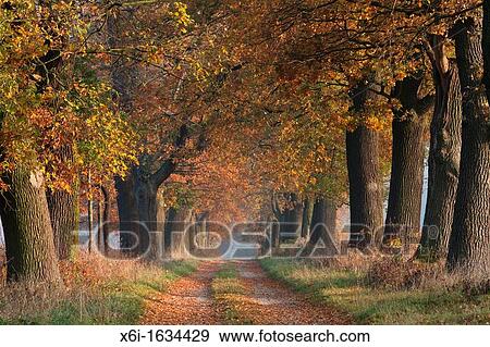 Common Oak Allee Quercus robur, in Autumn Colour, Beberbeck, North Hessen, Germany View Large Photo Image Stock Photo - Common Oak Allee Quercus robur, in Autumn Colour, Beberbeck, North Hessen, Germany. Fotosearch