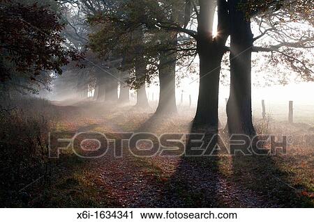 Stock Image - Common Oak Quercus robur, Allee in Autumn Mist and Morning Sunshine, Beberbeck, North Hessen, Germany. Fotosearch