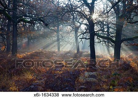 Common Oak Quercus robur, Woodland with Bracken in Autumn Morning Mist, Reinhardwald, North Hessen, Germany View Large Photo Image Stock Photo - Common Oak Quercus robur, Woodland with Bracken in Autumn Morning Mist, Reinhardwald, North Hessen, Germany. Fotosearch