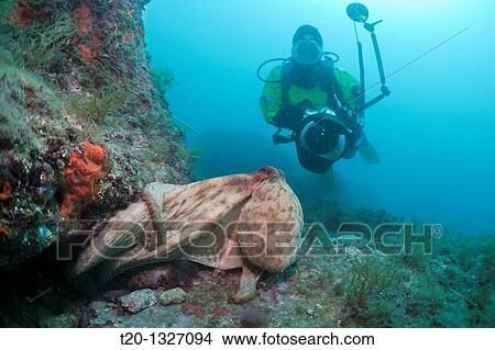 Picture - Common Octopus and Underwaterphotographer, Octopus vulgaris, Cap de Creus, Costa Brava, Spain. Fotosearch