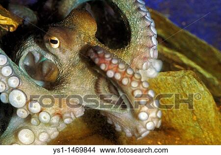 Picture - Common Octopus, octopus vulgaris, Adult showing Tentacles. Fotosearch