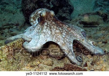 Common Octopus, Octopus vulgaris on a reef in Bonaire View Large Photo Image Stock Image - Common Octopus, Octopus vulgaris on a reef in Bonaire. Fotosearch