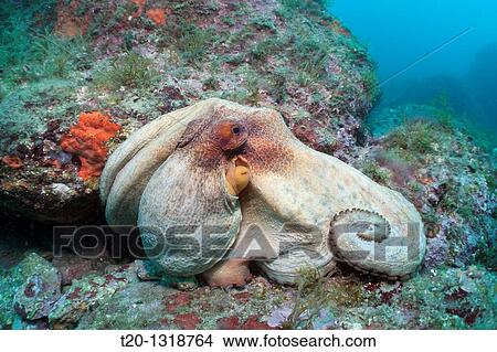 Common Octopus over Reef, Octopus vulgaris, Cap de Creus, Costa Brava, Spain View Large Photo Image Picture - Common Octopus over Reef, Octopus vulgaris, Cap de Creus, Costa Brava, Spain. Fotosearch