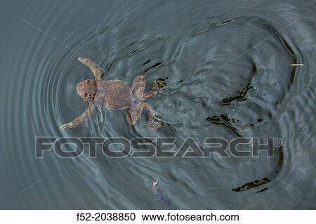 Stock Image - COMMON OR EUROPEAN TOAD Bufo bufo. Apenheul Zoo, Holland.. Fotosearch