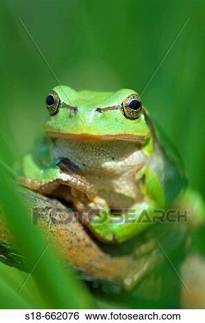 Common or eurpoean treefrog (Hyla arborea) sitting in the grass of a swamp. River Elbe, Lower Saxony. Germany View Large Photo Image Stock Photograph - Common or eurpoean treefrog (Hyla arborea) sitting in the grass of a swamp. River Elbe, Lower Saxony. Germany. Fotosearch