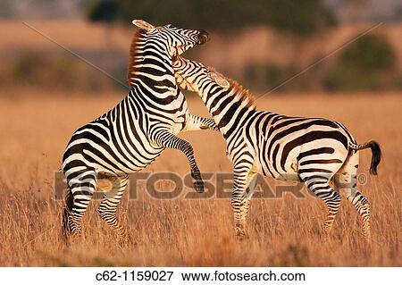 Stock Photo - Common or plains zebra (Equus burchellii) fighting, Maasai Mara National Reserve, Kenya. Fotosearch
