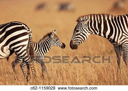 Common or plains zebra (Equus burchellii) female and young foal, Maasai Mara National Reserve, Kenya View Large Photo Image Stock Photo - Common or plains zebra (Equus burchellii) female and young foal, Maasai Mara National Reserve, Kenya. Fotosearch