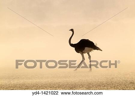 Common Ostrich Struthio camelus, in a sand storm, Kgalagadi Transfrontier Park, Kalahari desert, South Africa View Large Photo Image Stock Image - Common Ostrich Struthio camelus, in a sand storm, Kgalagadi Transfrontier Park, Kalahari desert, South Africa. Fotosearch