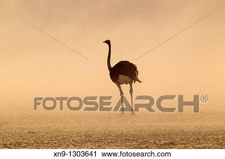 Common ostrich Struthio camelus, in the storm, Kgalagadi Transfrontier Park, Kalahari desert, South Africa View Large Photo Image Stock Image - Common ostrich Struthio camelus, in the storm, Kgalagadi Transfrontier Park, Kalahari desert, South Africa. Fotosearch