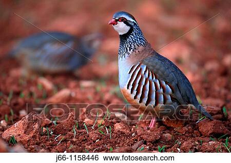 Stock Photograph - Common Partridge. Alectoris rufa. Parque Natural de la Sierra de Mariola. Alicante.. Fotosearch