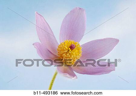 Common Pasque Flower (Pulsatilla vulgaris) View Large Photo Image Stock Photograph - Common Pasque Flower (Pulsatilla vulgaris). Fotosearch