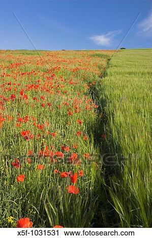 Common Poppy Papaver rhoeas and Corn on the South Downs nr Brighton West Sussex View Large Photo Image Stock Image - Common Poppy Papaver rhoeas and Corn on the South Downs nr Brighton West Sussex. Fotosearch