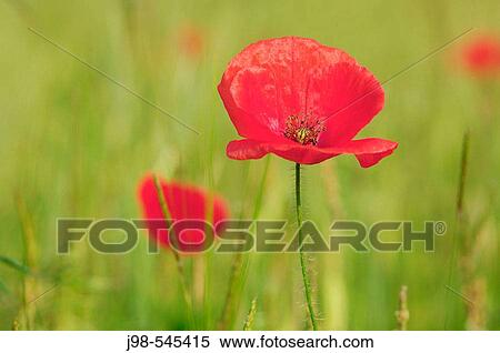 Common Poppy (Papaver rhoeas. Bavaria, Germany, Europe. View Large Photo Image Stock Photography - Common Poppy (Papaver rhoeas. Bavaria, Germany, Europe.. Fotosearch