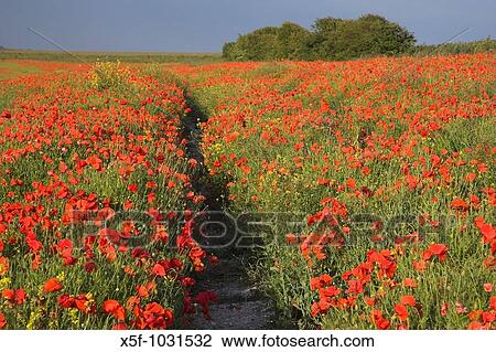 Common Poppy Papaver rhoeas on the South Downs nr Brighton West Sussex View Large Photo Image Stock Image - Common Poppy Papaver rhoeas on the South Downs nr Brighton West Sussex. Fotosearch