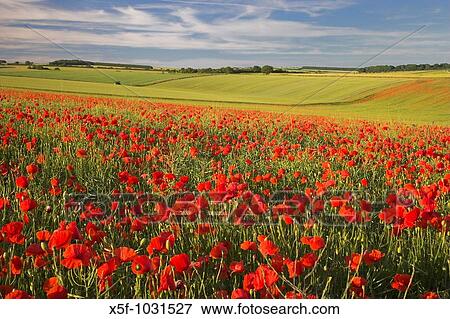 Common Poppy Papaver rhoeas on the South Downs West Sussex View Large Photo Image Stock Photo - Common Poppy Papaver rhoeas on the South Downs West Sussex. Fotosearch
