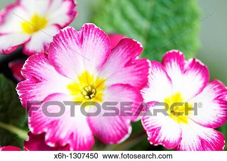Common Primrose, early spring flower. View Large Photo Image Stock Image - Common Primrose, early spring flower.. Fotosearch