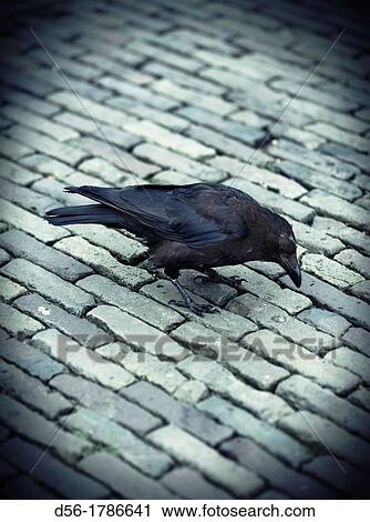 Common Raven Corvus corax, Delft, The Netherlands View Large Photo Image Stock Image - Common Raven Corvus corax, Delft, The Netherlands. Fotosearch