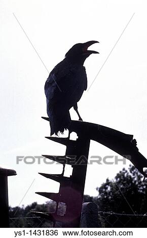 COMMON RAVEN corvus corax, SILHOUETTE STANDING ON REAPER, ALASKA, THREATENING PHOTO View Large Photo Image Stock Photograph - COMMON RAVEN corvus corax, SILHOUETTE STANDING ON REAPER, ALASKA, THREATENING PHOTO. Fotosearch