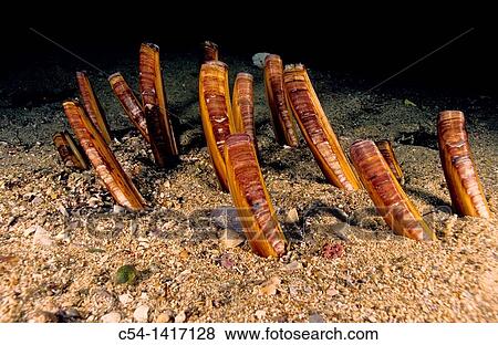 Common razor shell (Ensis ensis), Eastern Atlantic, Galicia, Spain View Large Photo Image Stock Photo - Common razor shell (Ensis ensis), Eastern Atlantic, Galicia, Spain. Fotosearch
