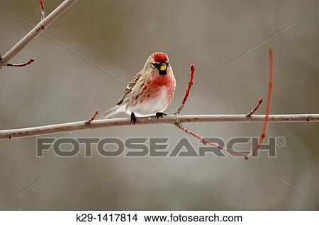 Common Redpoll Carduelis flammea Sudbury Ontario View Large Photo Image Picture - Common Redpoll Carduelis flammea Sudbury Ontario. Fotosearch