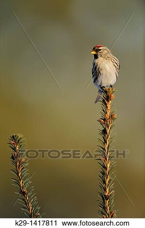 Common Redpoll Carduelis flammea Sudbury Ontario View Large Photo Image Stock Image - Common Redpoll Carduelis flammea Sudbury Ontario. Fotosearch