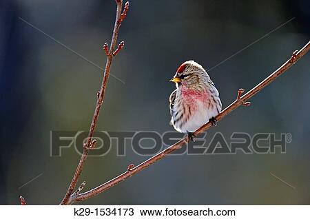 Common Redpoll Carduelis flammea View Large Photo Image Stock Image - Common Redpoll Carduelis flammea. Fotosearch