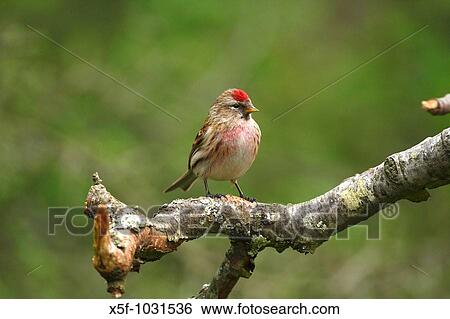 Stock Photograph - Common Redpoll Carduelis flammea Ringwood Hampshire. Fotosearch