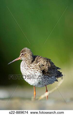 Common Redshank (Tringa totanus) View Large Photo Image Picture - Common Redshank (Tringa totanus). Fotosearch